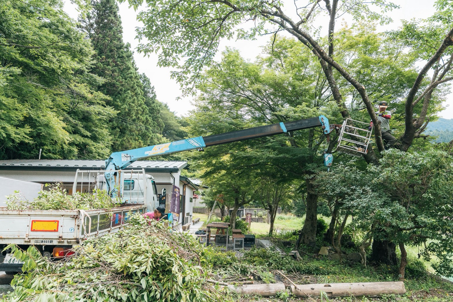 店舗前の桜を剪定していただきました